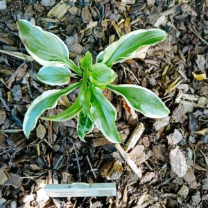 Funkia (Hosta) ‘Iron Gate Delight’