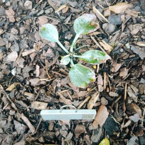 Funkia (Hosta) ‘Planet X’