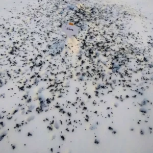 Toppdressat i snön med biokol