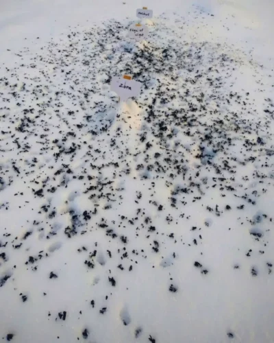 Toppdressat i snön med biokol