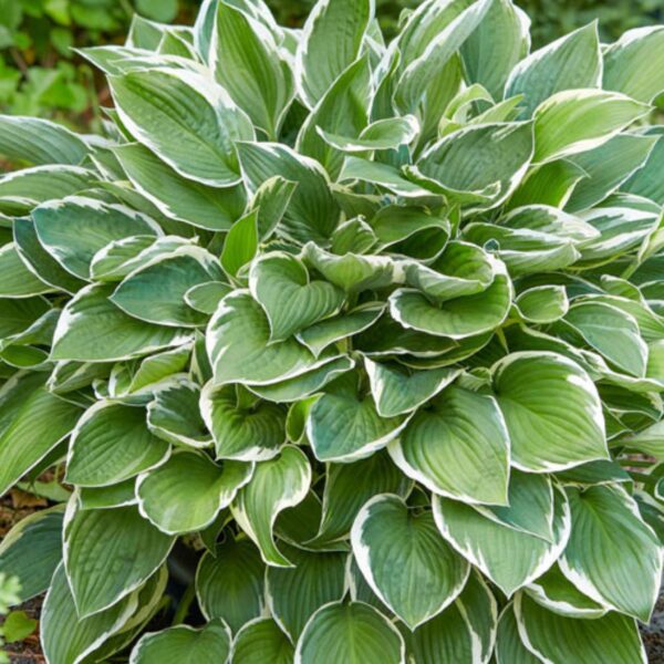 Hosta Francee hos Turn Green