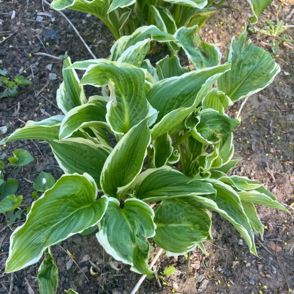 Hosta | Francee | HOST-100-10000 | Turn Green AB