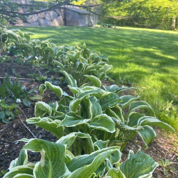 Hosta | Francee | HOST-100-10000 | Turn Green AB