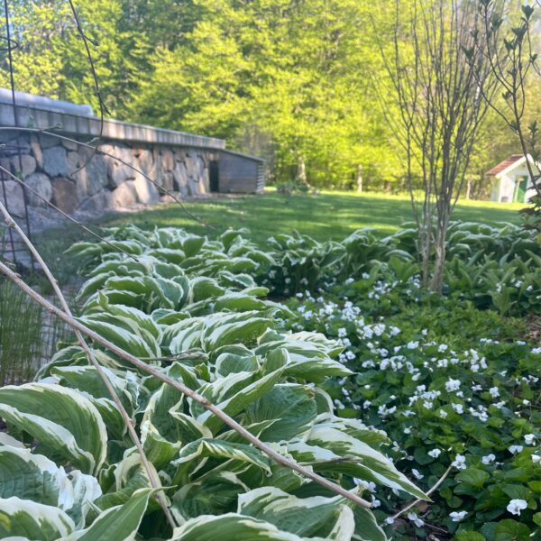 Hosta | Francee | HOST-100-10000 | Turn Green AB