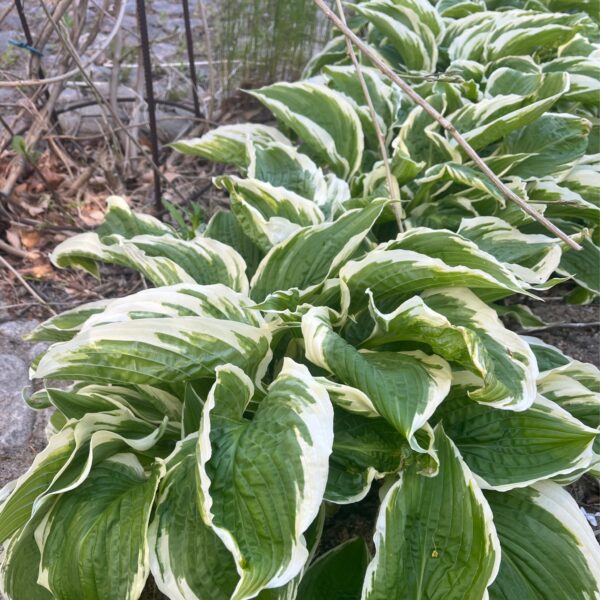 Hosta | Francee | HOST-100-10000 | Turn Green AB