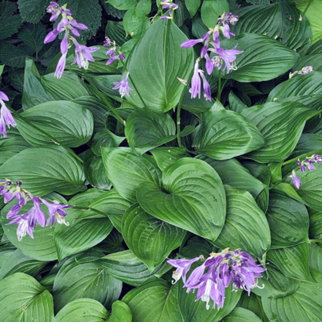 Hosta-Ventricosa | HOST-100-10001 | Turn Green AB