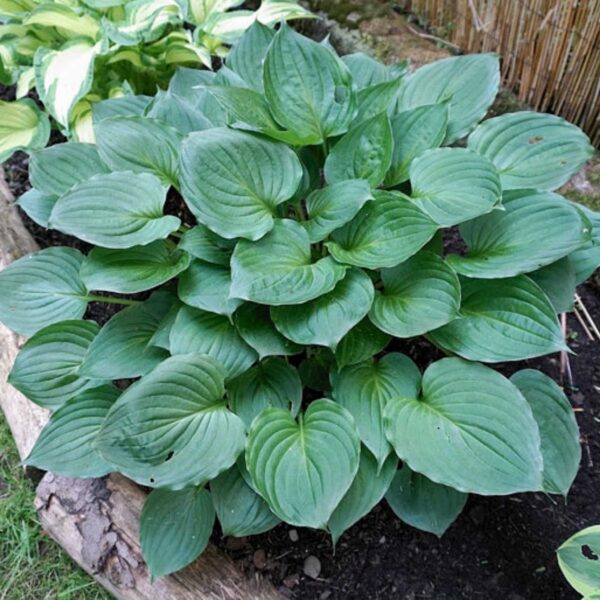 Hosta-Ventricosa | HOST-100-10001 | Turn Green AB