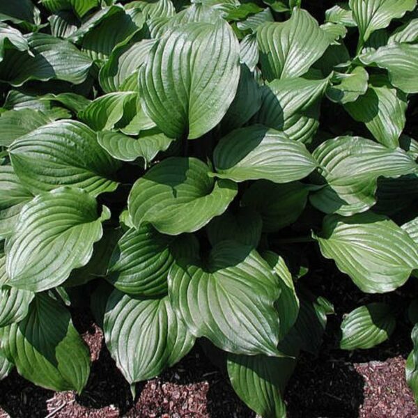 Hosta-Ventricosa | HOST-100-10001 | Turn Green AB