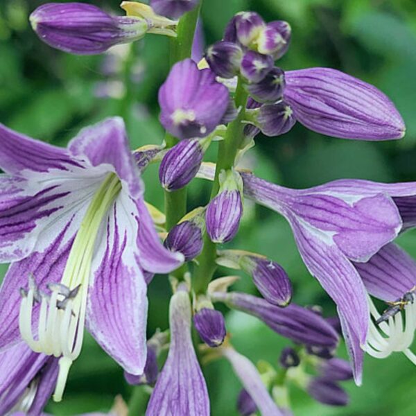 Hosta-Ventricosa | HOST-100-10001 | Turn Green AB