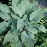 Funkia (Hosta) ‘Beckys Choice’