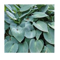 Funkia (Hosta) ‘Blue Cadet’