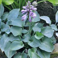 Funkia (Hosta) ‘Blue Monday’