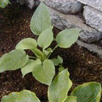 Funkia (Hosta) ‘Blue Tips’
