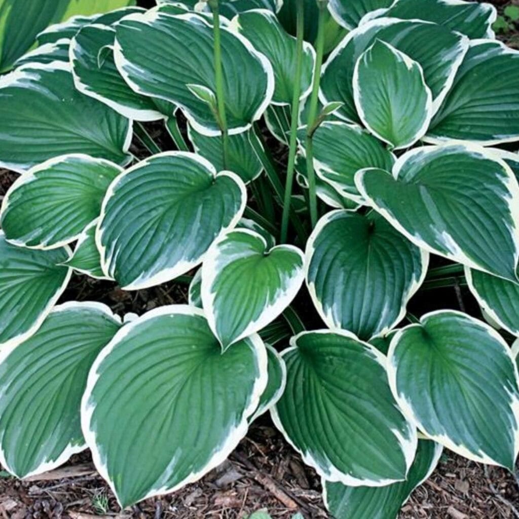 Hosta Steffi