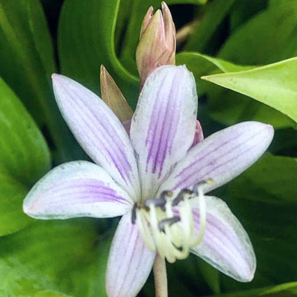 Hosta | HOST-100-10015 | Turn Green