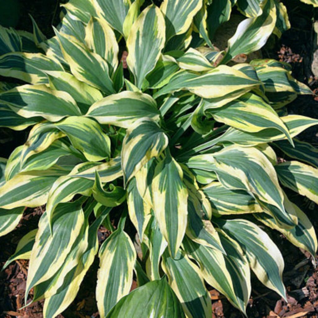 Hosta-Star Light Star Bright hos Turn Green