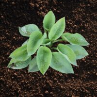 Funkia (Hosta) ‘Abiqua Ariel’