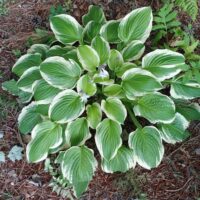 Funkia (Hosta) ‘Count Your Blessings’
