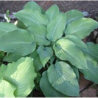 Funkia (Hosta) ‘Blue Haired Lady’