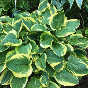 Hosta-Lakeside Roy El hos Turn Green