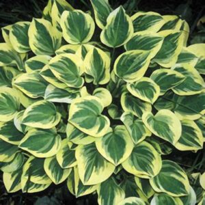 Hur ofta ska man vattna Hosta?