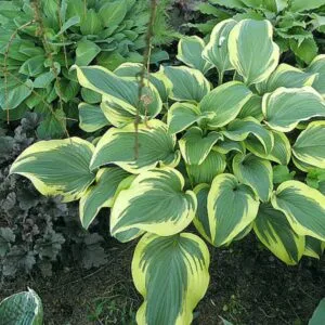 Funkia (Hosta) ‘Mount Everest’