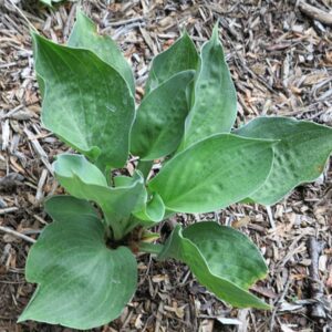 Hosta Rough Knight | HOST-100-10048 | Turn Green AB