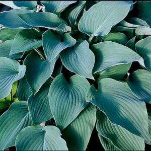 Funkia (Hosta) ‘Mad About Blue’