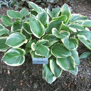 Funkia (Hosta) ‘Happy Camper’