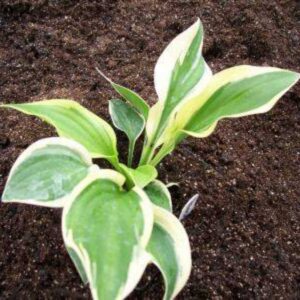 Hosta | Host-100-10052 | Turn Green AB