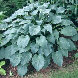 Hosta för en grönare trädgård från Turn Green