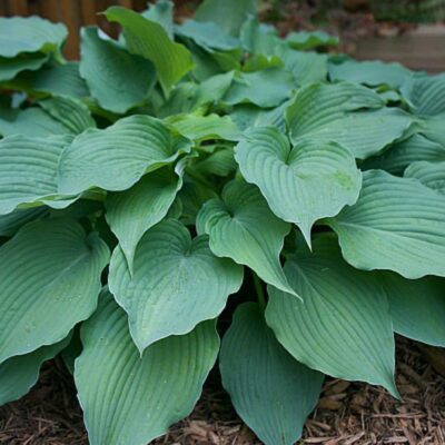 Hosta Ice Prancer hos Turn Green AB