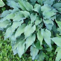 Funkia (Hosta) ‘Atomic Elvis’