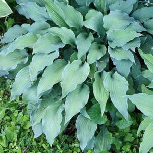 Funkia (Hosta) ‘Atomic Elvis’