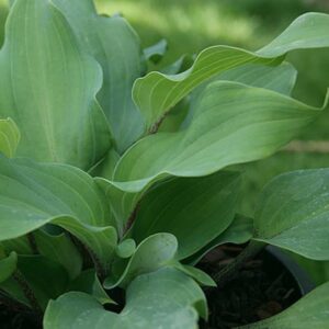 Funkia (Hosta) ‘Over the Waves’