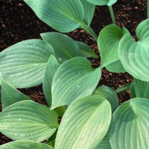 Hosta-Martini hos Turn Green
