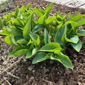 Funkia (Hosta) ‘Devon Green’