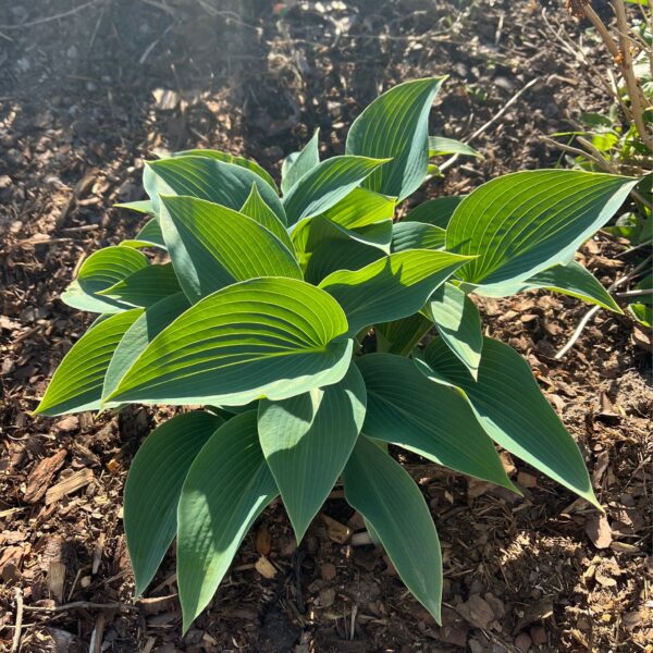 Hosta | Devon Green | HOST-100-10060 | Turn Green