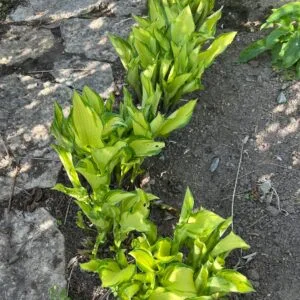 Funkia (Hosta) ‘Fortunei Albopicta’