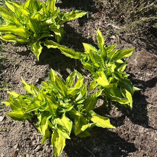 Hosta collectors banner | HOST-100-10061 | Turn Green AB