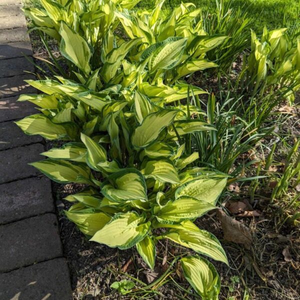 Hosta collectors banner | HOST-100-10061 | Turn Green AB