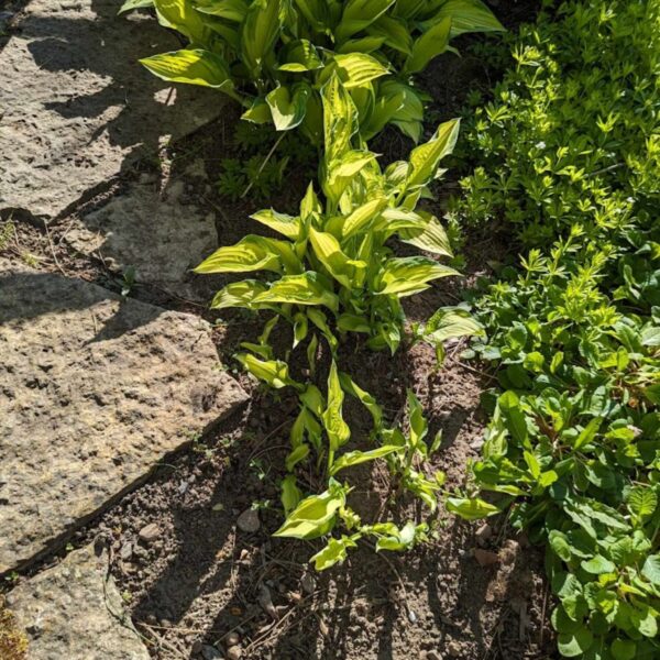 Hosta collectors banner | HOST-100-10061 | Turn Green AB