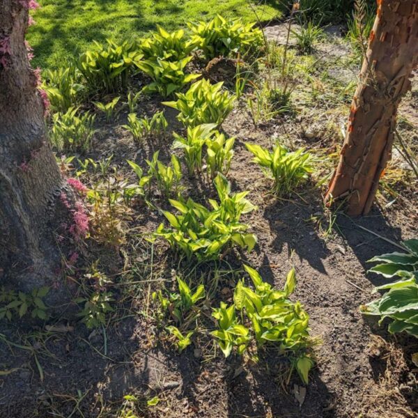 Hosta collectors banner | HOST-100-10061 | Turn Green AB