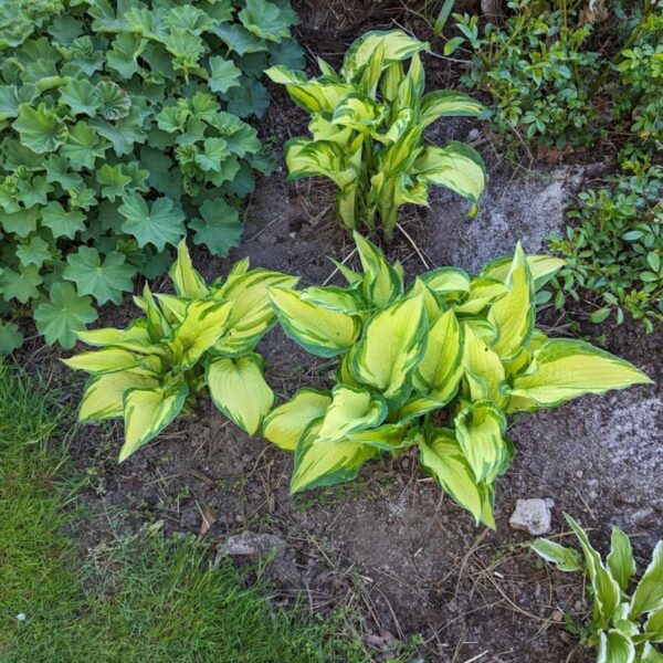 Hosta collectors banner | HOST-100-10061 | Turn Green AB