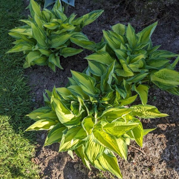 Hosta collectors banner | HOST-100-10061 | Turn Green AB