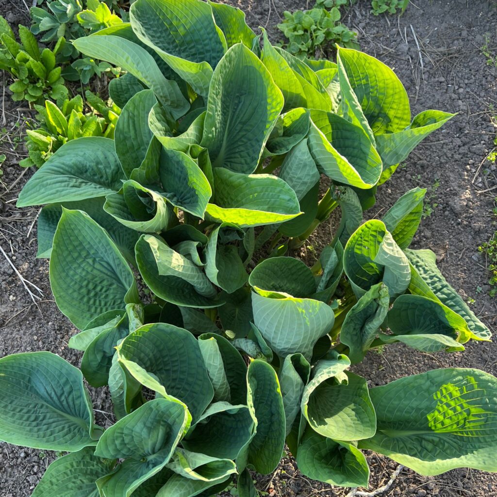 Hosta | sieboldiana Elegans | HOST-100-10062 | Turn Green AB