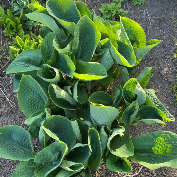 Hosta | sieboldiana Elegans | HOST-100-10062 | Turn Green AB