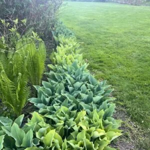Funkia (Hosta) ‘Krossa Regal’