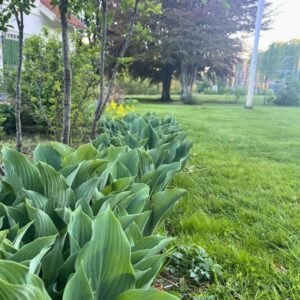 Hosta Krossa Regal | HOST-100-10063 | Turn Green AB