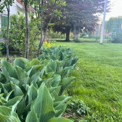 Hosta Krossa Regal | HOST-100-10063 | Turn Green AB